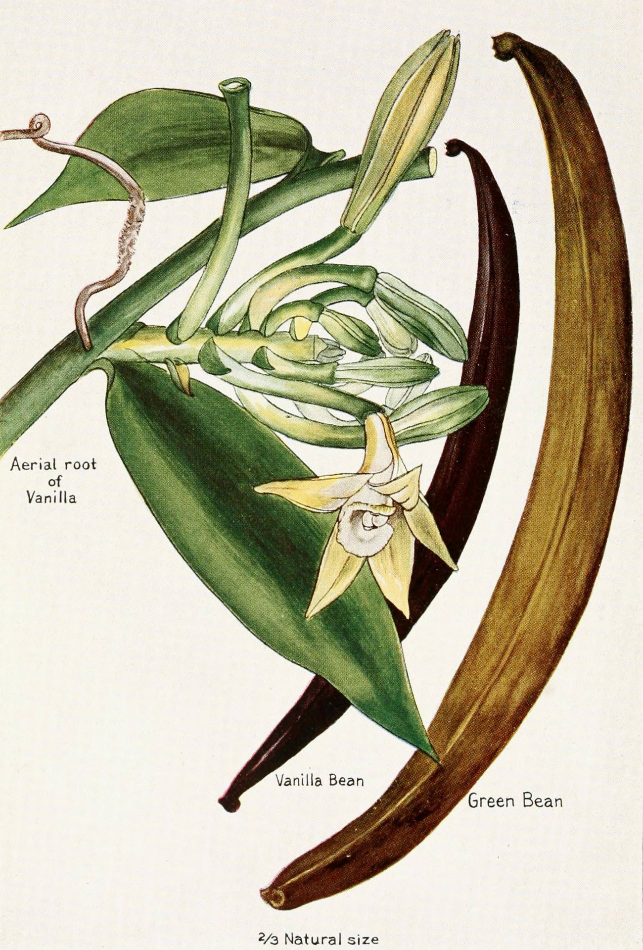 Illustration med blomst, grøn stang og curet stang