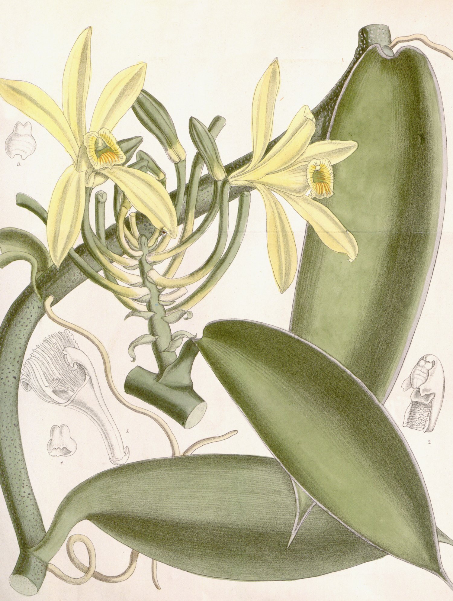 Botanisk plade af Vanilla planifolia med blomster og stang